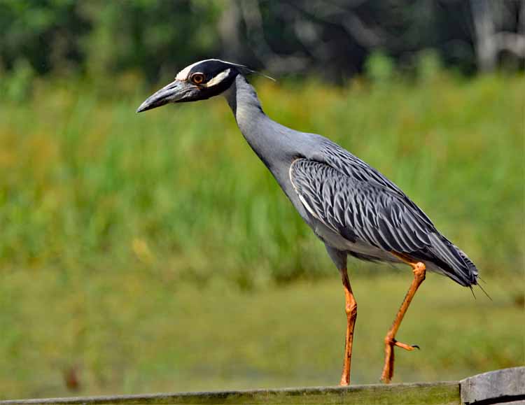 yellow-crowned night heron